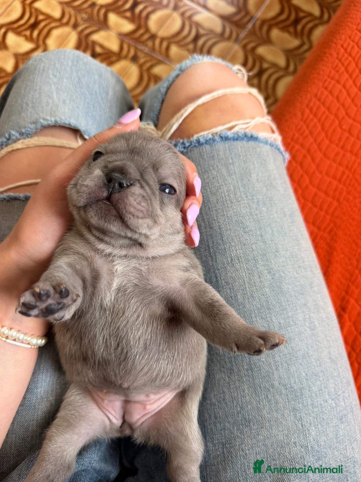 Bulldog Francese cani bulldog francese  - Annuncio 3