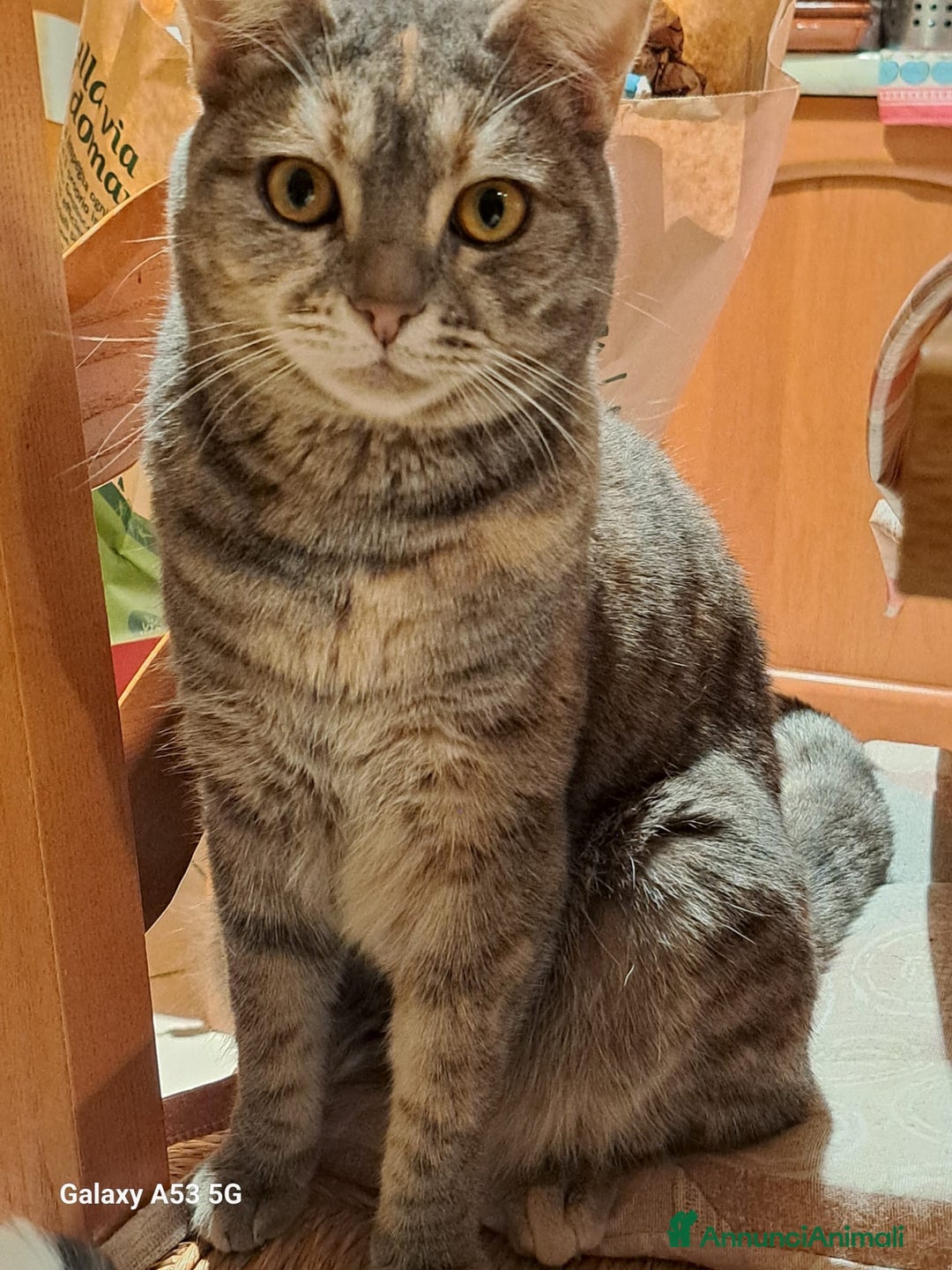 Europeo gatti in regalo: cuccioli 9 mesi cercano casa🖤 - Annuncio 2