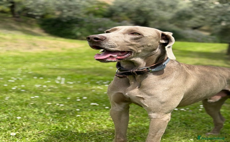 Weimaraner cani a Provincia di Frosinone - Annuncio 2