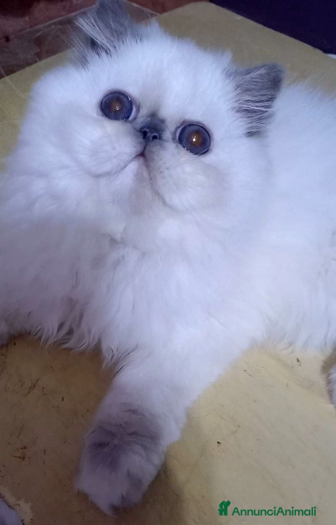 Persiano gatti Cucciola persiana  - Annuncio 16
