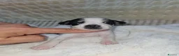 Chihuahua cani in vendita: Chihuahua toy  - Annuncio 11