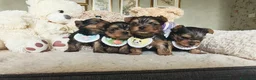 Yorkshire cani in vendita: Cuccioli di Yorkshire Terrier in Ottima Salute - Annuncio 5