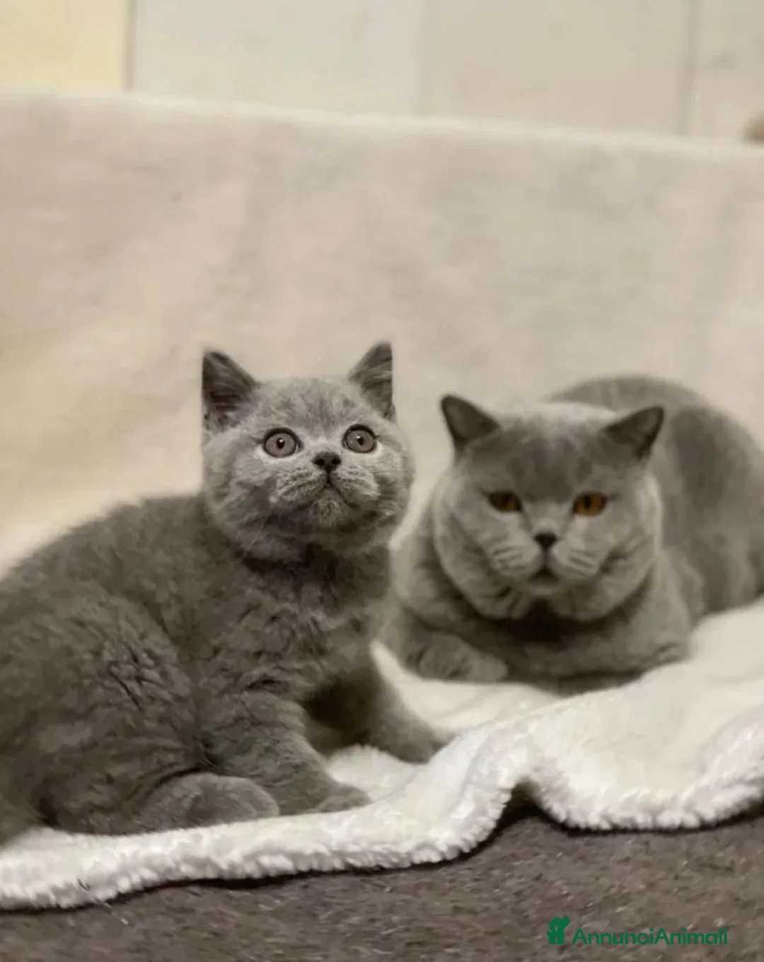 British gatti in vendita: British Shorthair  - Annuncio 4