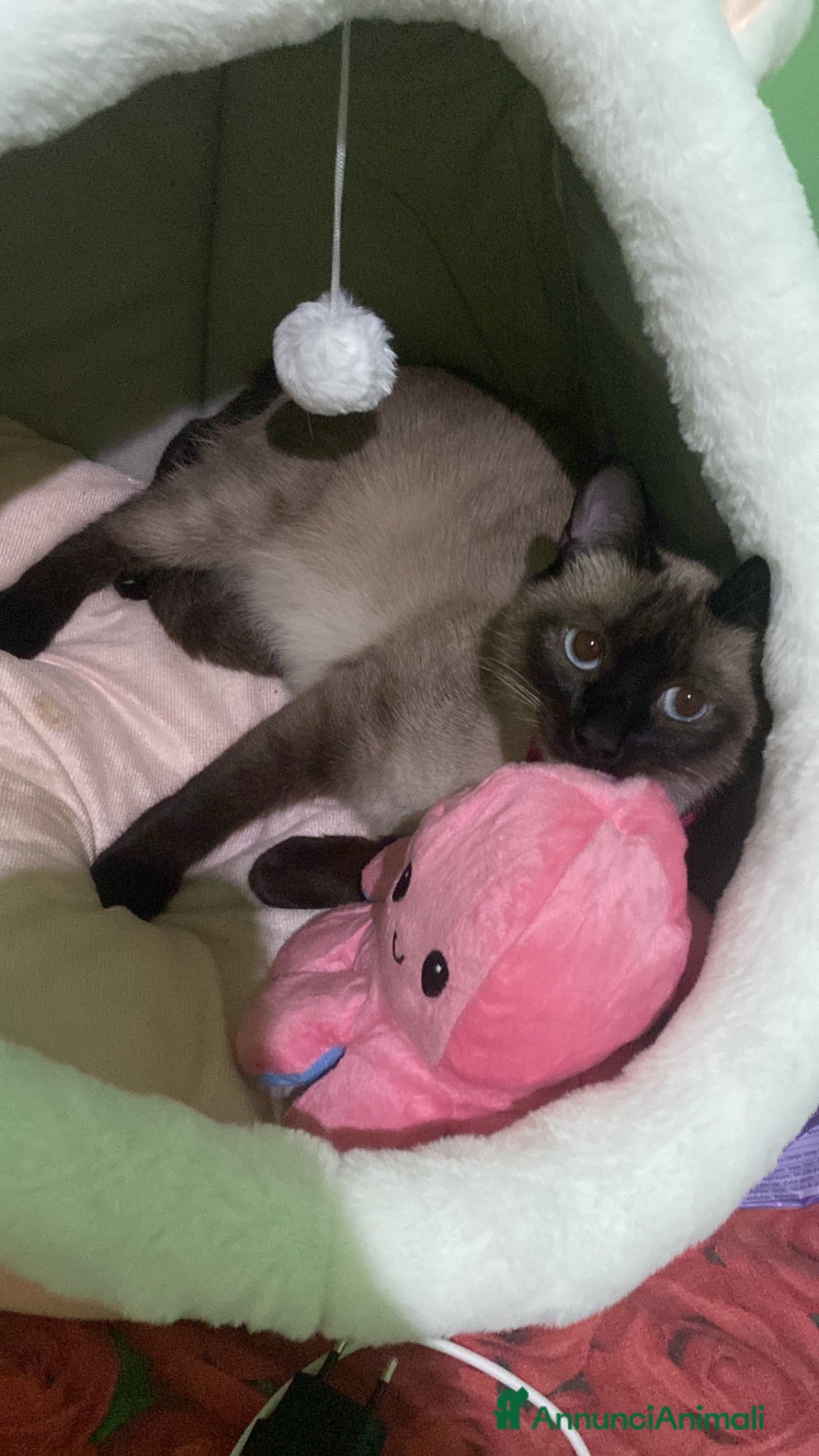 Siamese gatti SIAMESI - Annuncio 4