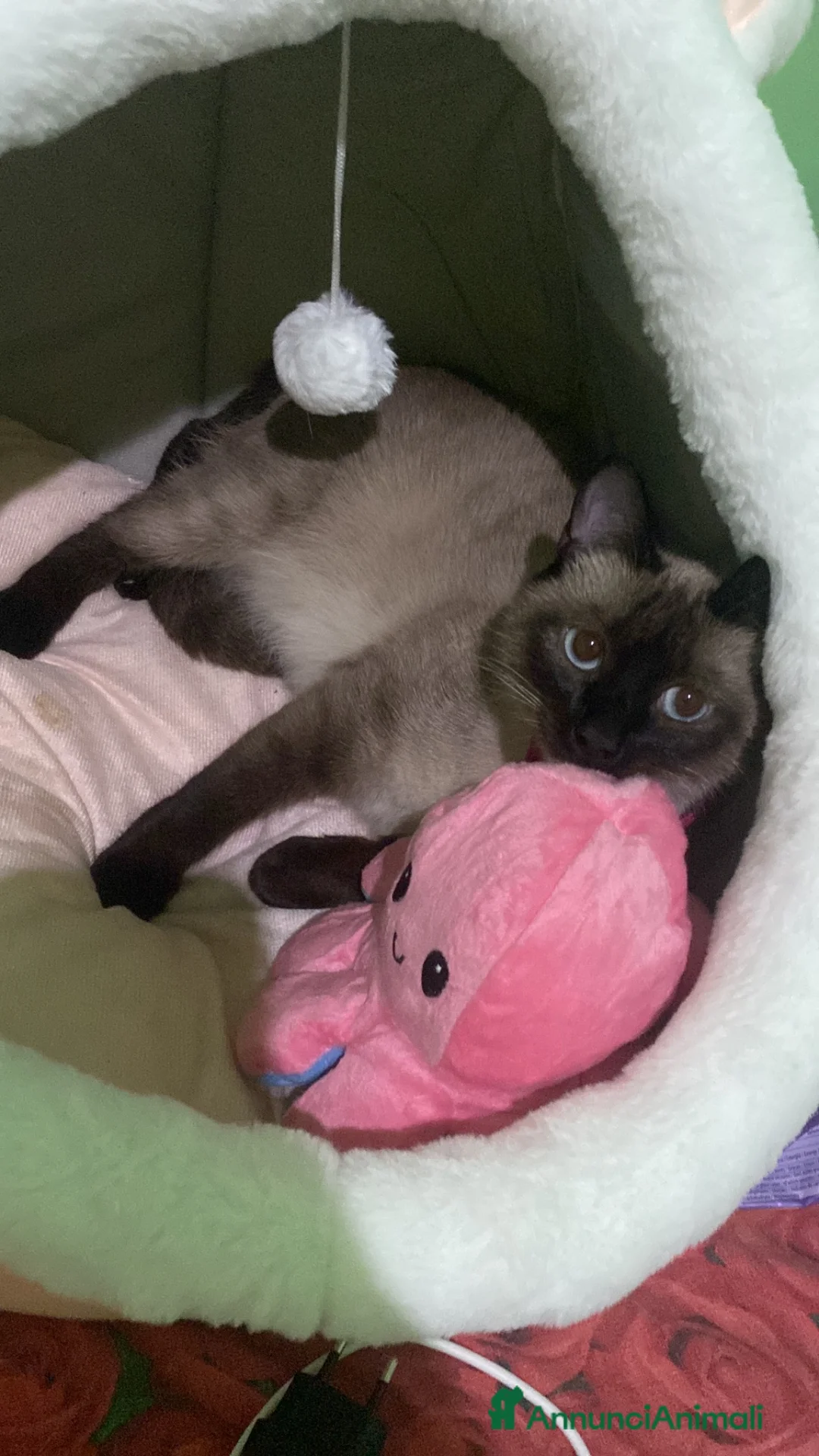 Siamese gatti in vendita: SIAMESI - Annuncio 1
