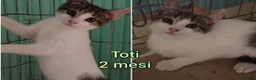 Altre razze gatti in regalo: GATTINI ABBANDONATI: URGENTE  a Città Metropolitana di Torino - Annuncio 9
