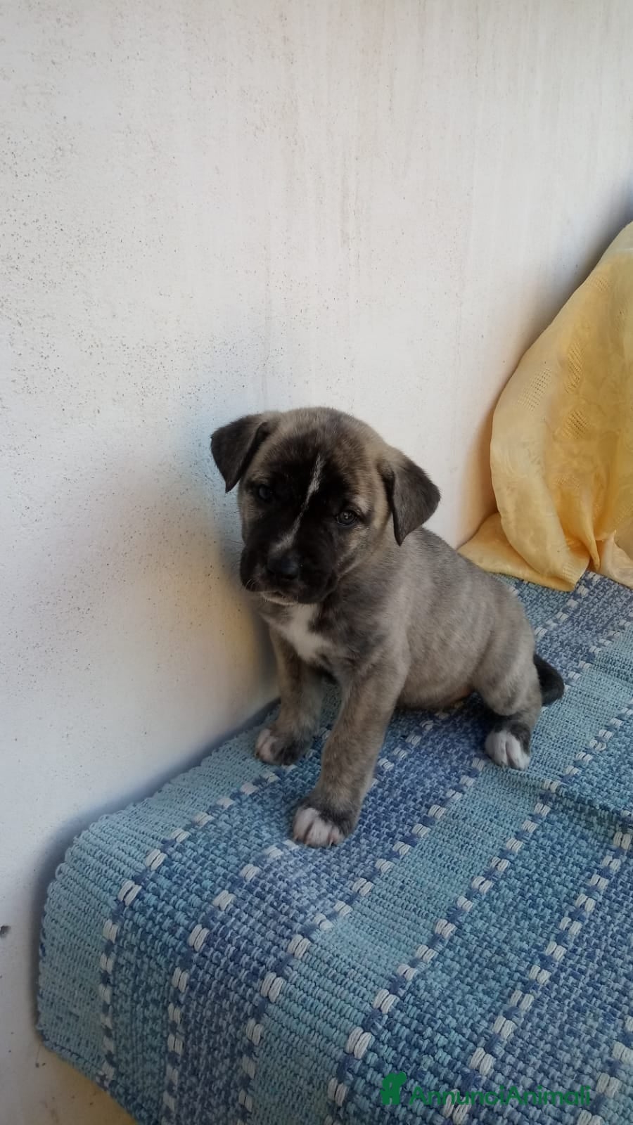 Husky cani Mamma siberiana huski e le sue cucciole - Annuncio 2