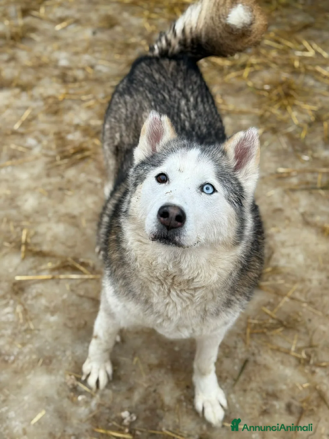 Husky cani in regalo: ARYA, HUSKY tranquillona e tenerissima! - Annuncio 2