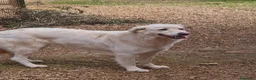 Meticcio cani in regalo: Tobia e Bijoux meritano una casa - Annuncio 6