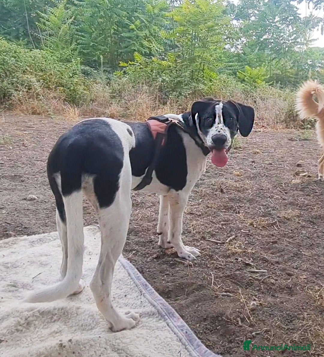 Alano cani in regalo: beatrice cucciola stupenda - Annuncio 7