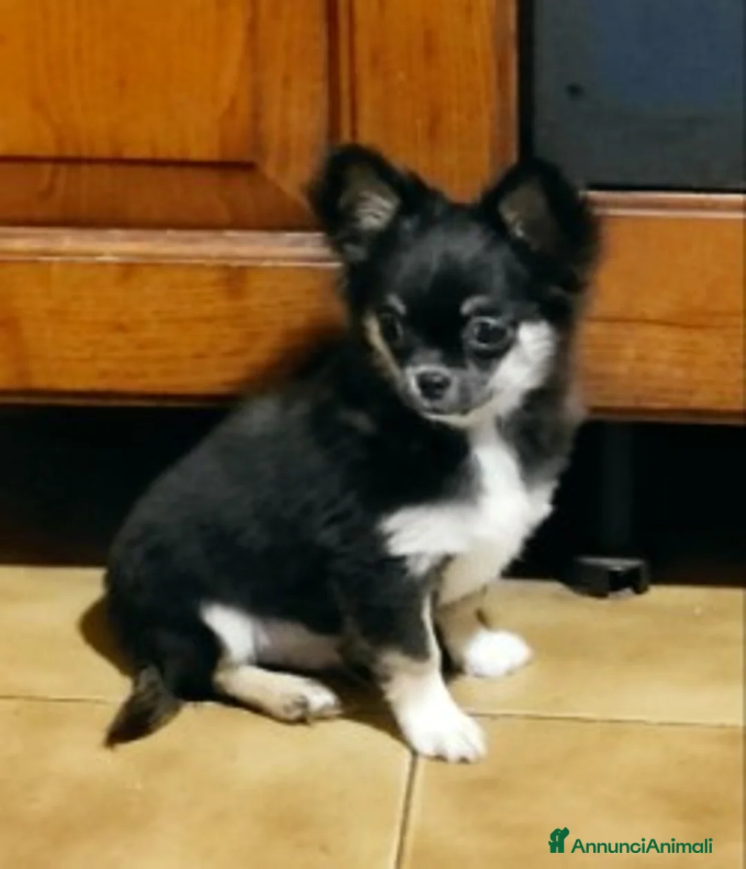Chihuahua cani in vendita: cucciolo di chihuahua a pelo lungo - Annuncio 3