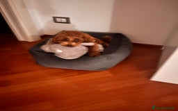 Barboncino Toy cani per accoppiamento: Disponibile per monta  - Annuncio 8