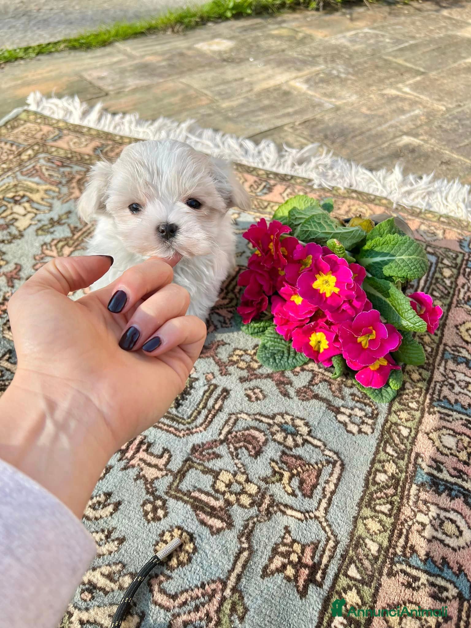 Maltese cani Cuccioli maltesi con pedigree ENCI a Città Metropolitana di Firenze - Annuncio 2