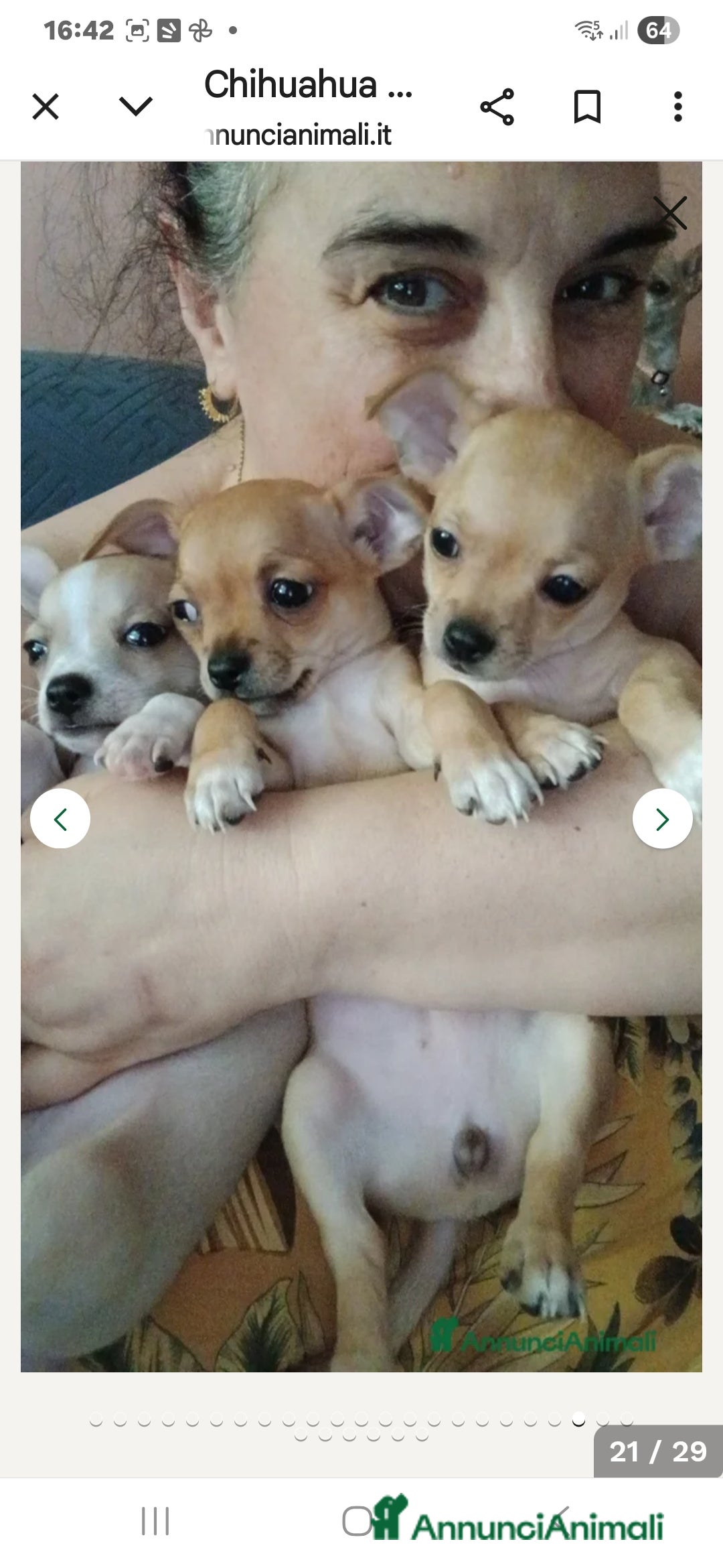 Chihuahua cani in vendita: Cuccioli chihuahua - Annuncio 19