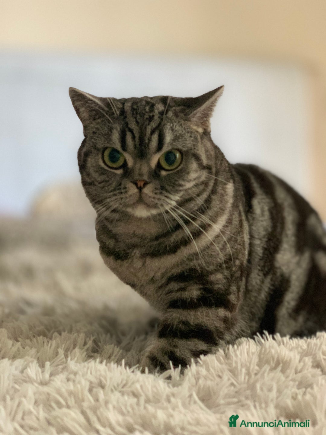 British gatti in vendita: British shorthair black silver tabby blotched  - Annuncio 8