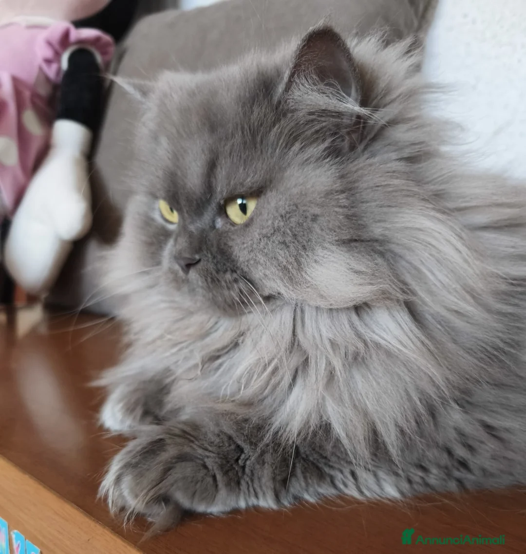 British gatti in vendita: Cucciolo British longhair  - Annuncio 3