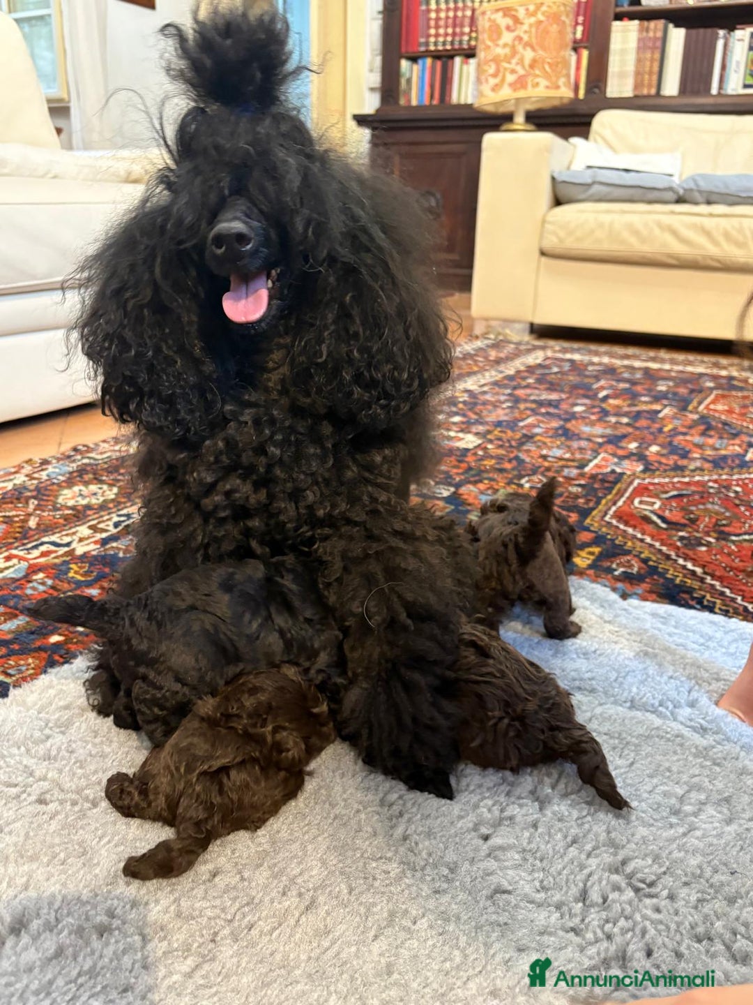 Barbone cani in vendita: CUCCIOLI DI BARBONE TOY/NANO - Annuncio 6