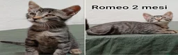 Europeo gatti in regalo: GATTINI BISOGNOSI: URGENTI ADOZIONI  a Città Metropolitana di Bologna - Annuncio 5