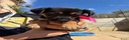 Meticcio cani in regalo: CARAMELLO, LEONE, BALOO, GINEVRA E MARTINA - Annuncio 5