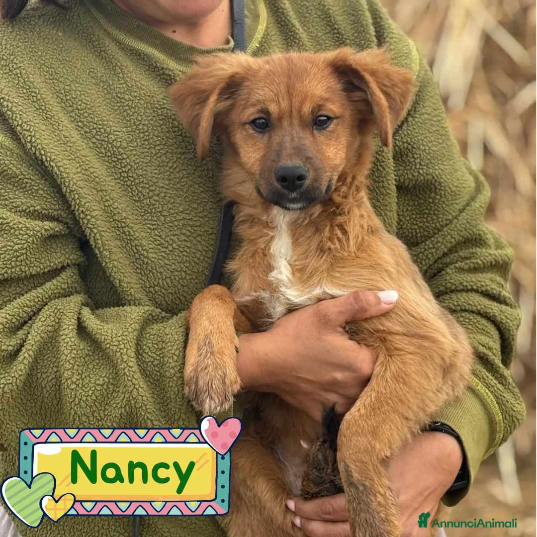 Altre razze cani in regalo: NANCY cucciola 5 mesi taglia piccola in adozione - Annuncio 1