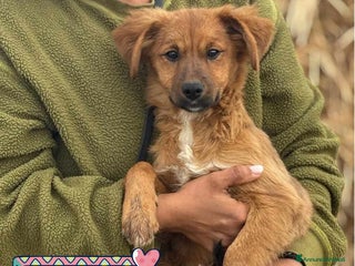 Altre razze cani NANCY cucciola 5 mesi taglia piccola in adozione - Annuncio 1