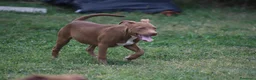 Pitbull cani in vendita: Cuccioli Pit Bull con pedigree anche a rate - Annuncio 4