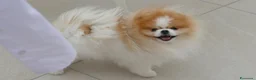 Spitz cani per accoppiamento: Cerco fidanzata a Provincia di Rimini - Annuncio 2