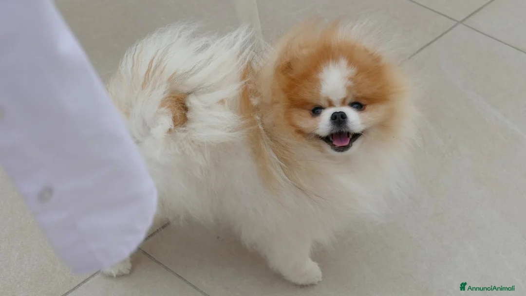 Spitz cani per accoppiamento: Cerco fidanzata a Provincia di Rimini - Annuncio 2