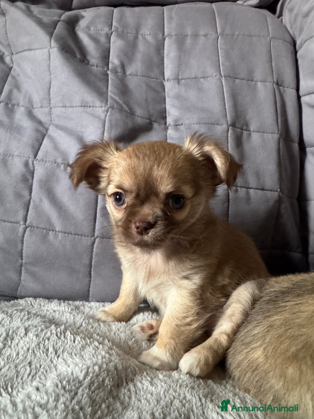 Chihuahua cani in vendita: Chihuahua pelo lungo - Annuncio 3