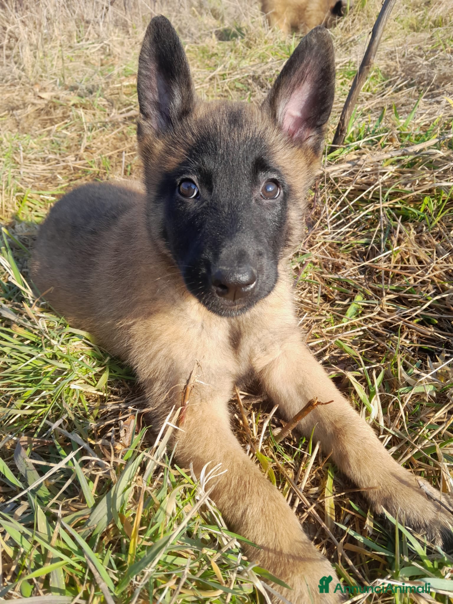 Pastore Belga cani Pastore belga malinois  - Annuncio 6