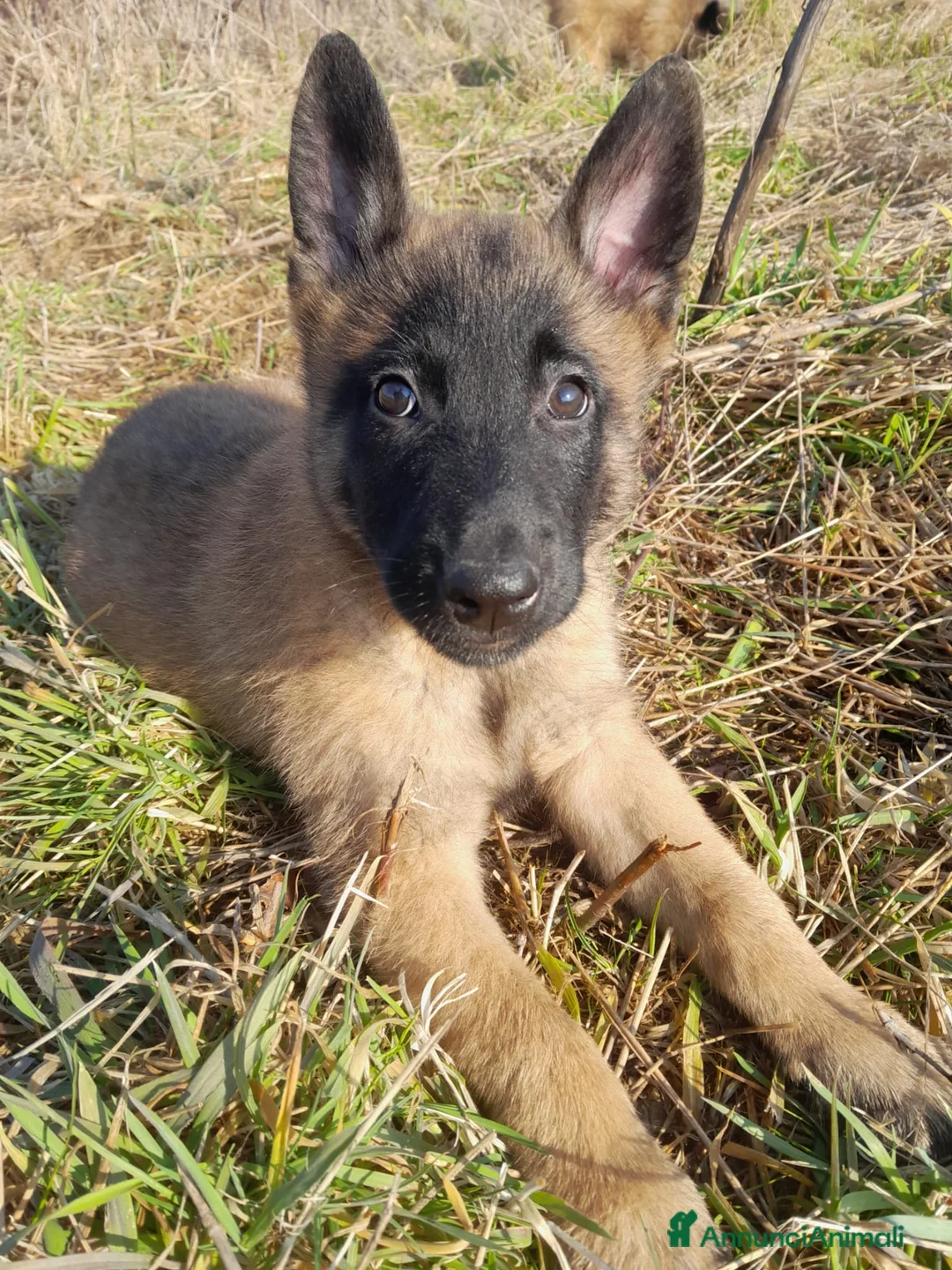 Pastore Belga cani in vendita: Pastore belga malinois  - Annuncio 1