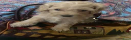 Barboncino cani in vendita: Barboncini toy - Annuncio 10