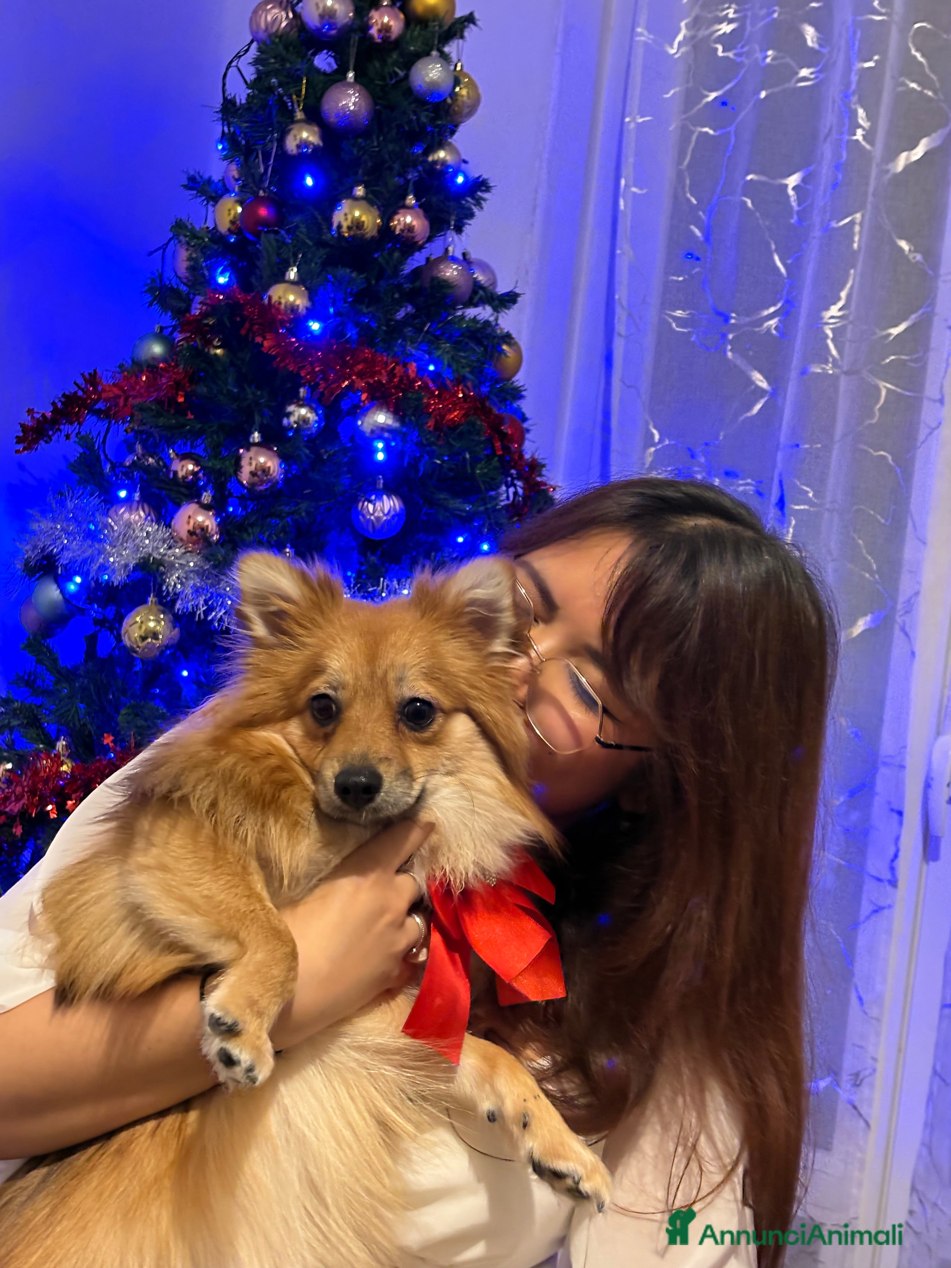 Volpino Pomerania cani !URGENTE! vendo cucciola spitz pomerania - Annuncio 2