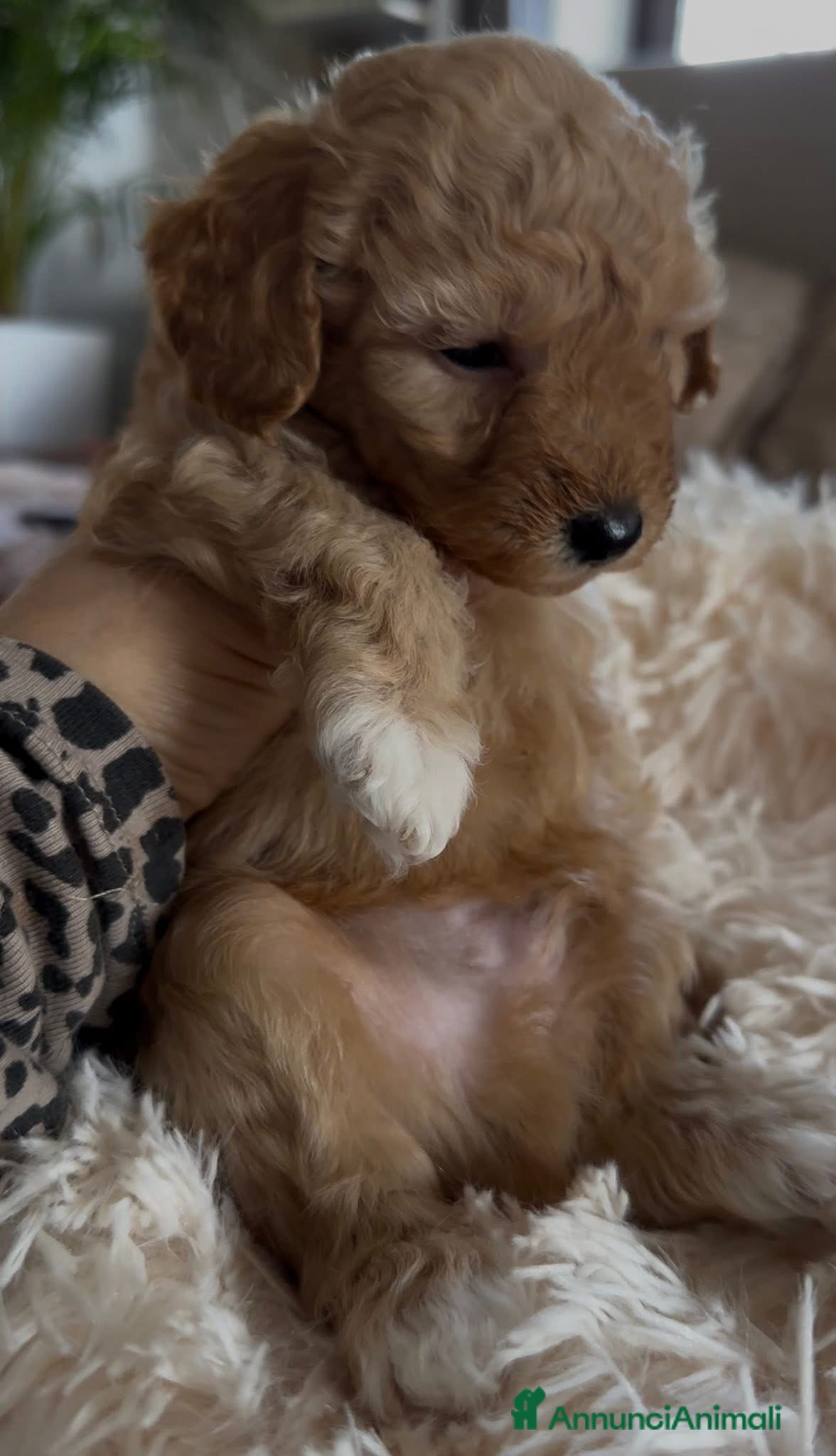 Barboncino cani Barboncino nano❤️ - Annuncio 1