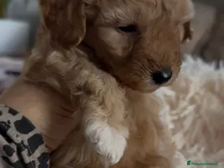 Barboncino cani Barboncino nano❤️ - Annuncio 34