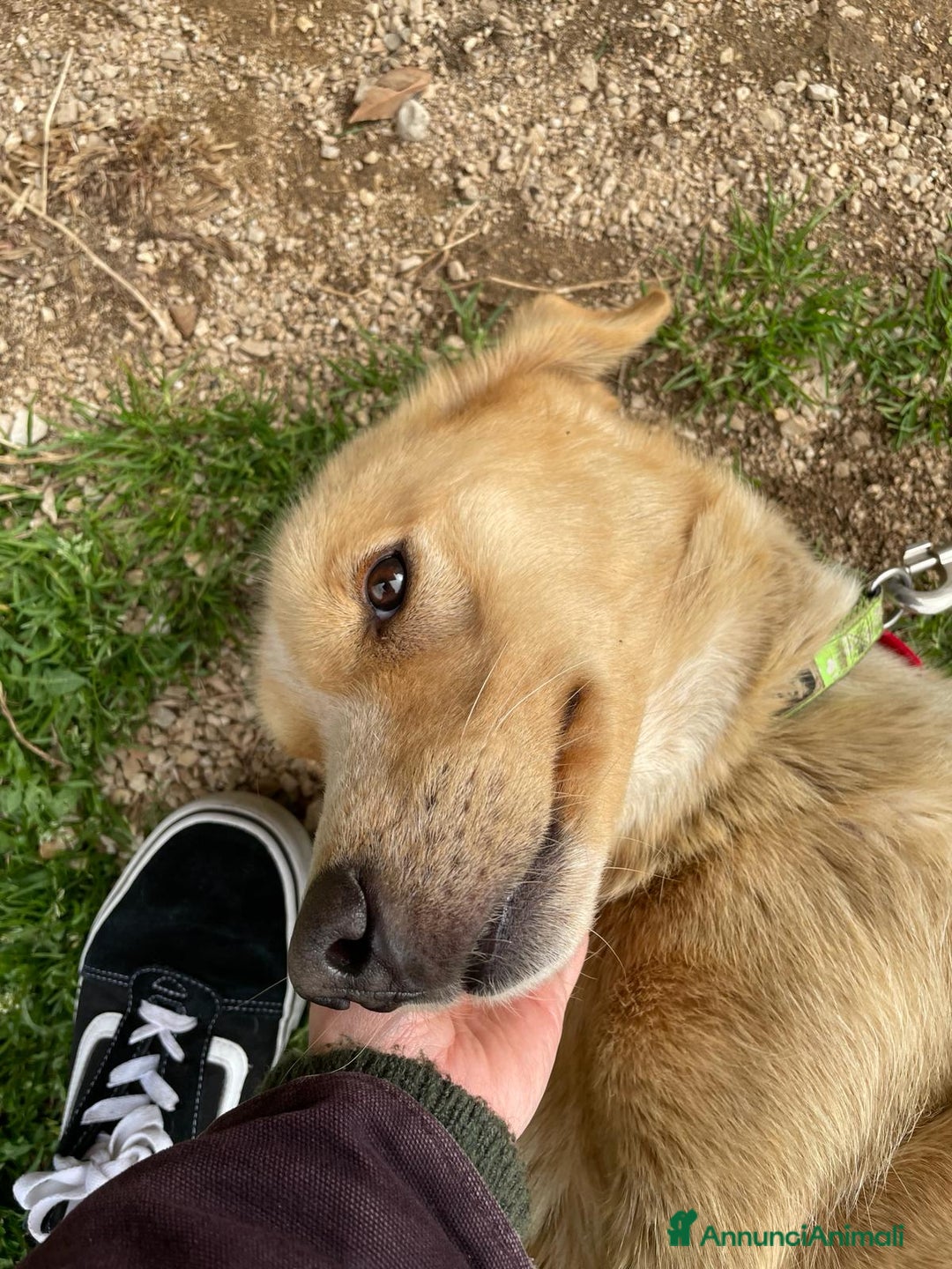 Meticcio cani in regalo: Mix Golden 2anni femmina a catena da salvare!LAZIO a Città metropolitana di Milano - Annuncio 2