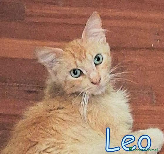 Maine Coon gatti LEO SIMILMAINCOON ROSSO CIPRIA - Annuncio 1