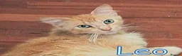 Maine Coon gatti in regalo: LEO SIMILMAINCOON ROSSO CIPRIA - Annuncio 1