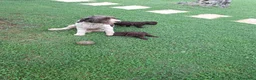 Lagotto cani in vendita: Lagotto romagnolo  - Annuncio 7