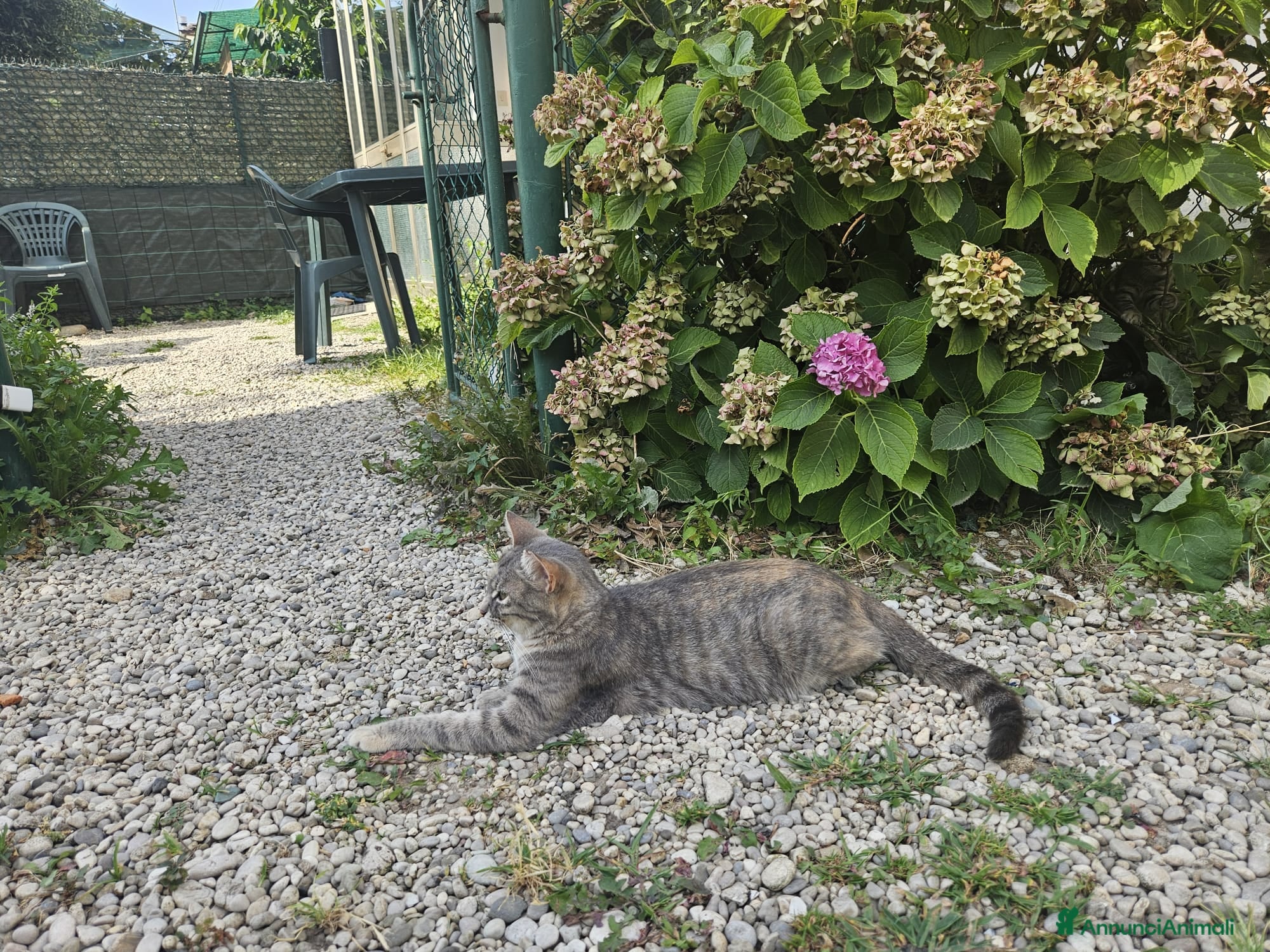 Europeo gatti in regalo: Chiacchiera cerca casa - Annuncio 2