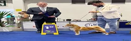Shiba Inu cani in vendita: Shiba inu - Annuncio 32