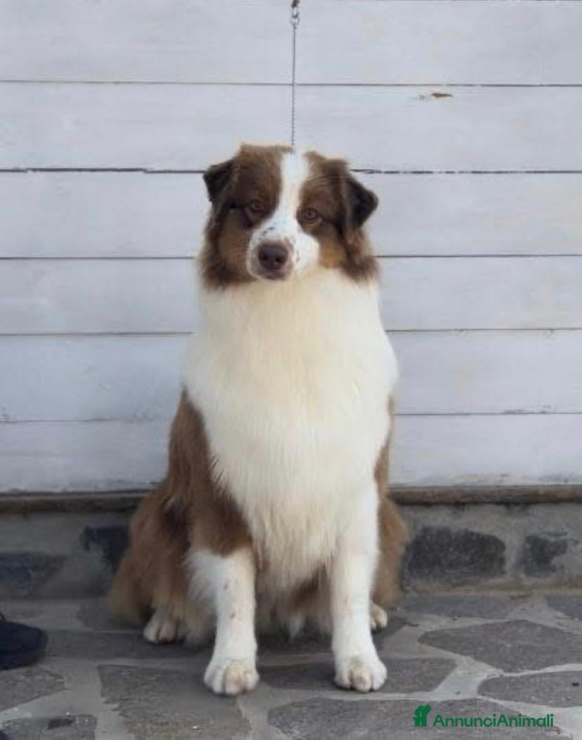 Australian Shepherd cani Cucciolo pastore australiano  - Annuncio 1
