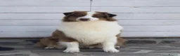 Australian Shepherd cani in vendita: Cucciolo pastore australiano  a Provincia di Perugia - Annuncio 1