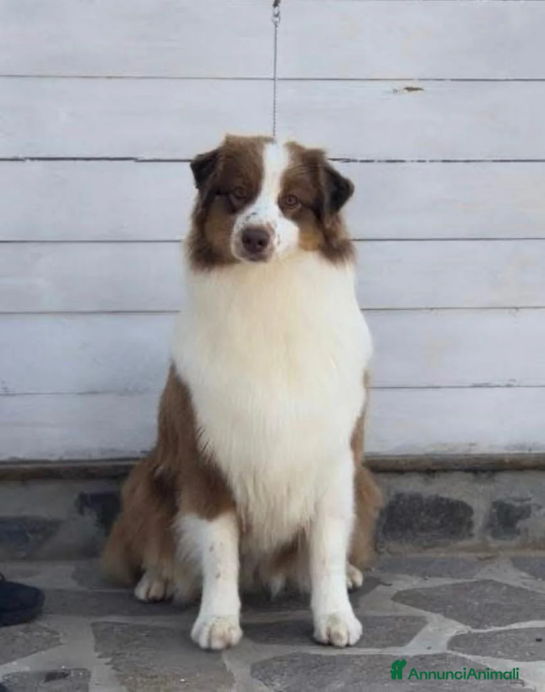 Australian Shepherd cani in vendita: Cucciolo pastore australiano  a Provincia di Perugia - Annuncio 1