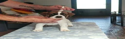 Jack Russell cani in vendita: Cucciolata jack Russell terrier con pedigree  - Annuncio 20