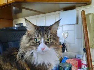 Norvegese gatti Norvegesi delle foreste - Annuncio 12