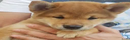 Shiba Inu cani in vendita: Cucciolo maschio disponibile pedigree  - Annuncio 3