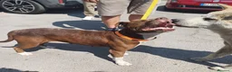 Pitbull cani in regalo: DALILA gentile e socievole - Annuncio 2