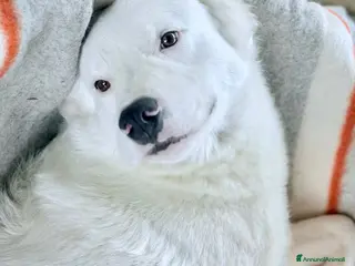 Meticcio cani Snoopy fantastico rubacuori - Annuncio 25