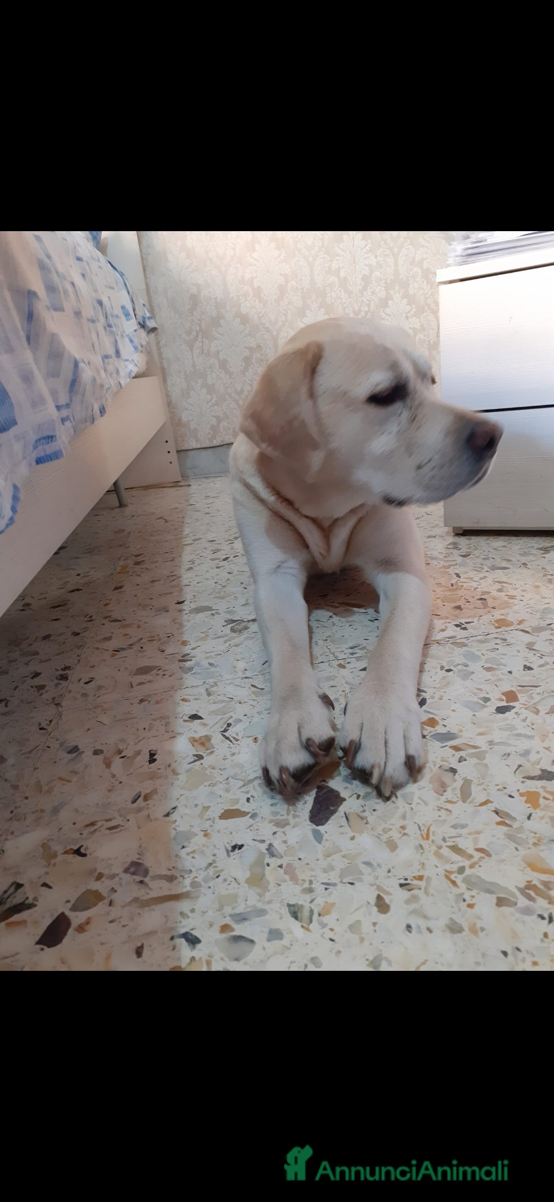 Labrador cani Labrador Retriever  - Annuncio 2